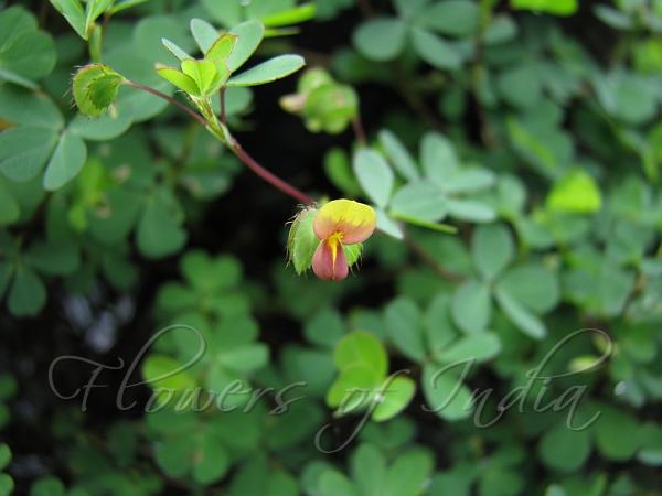 Tender Eyelashes Shell Beans